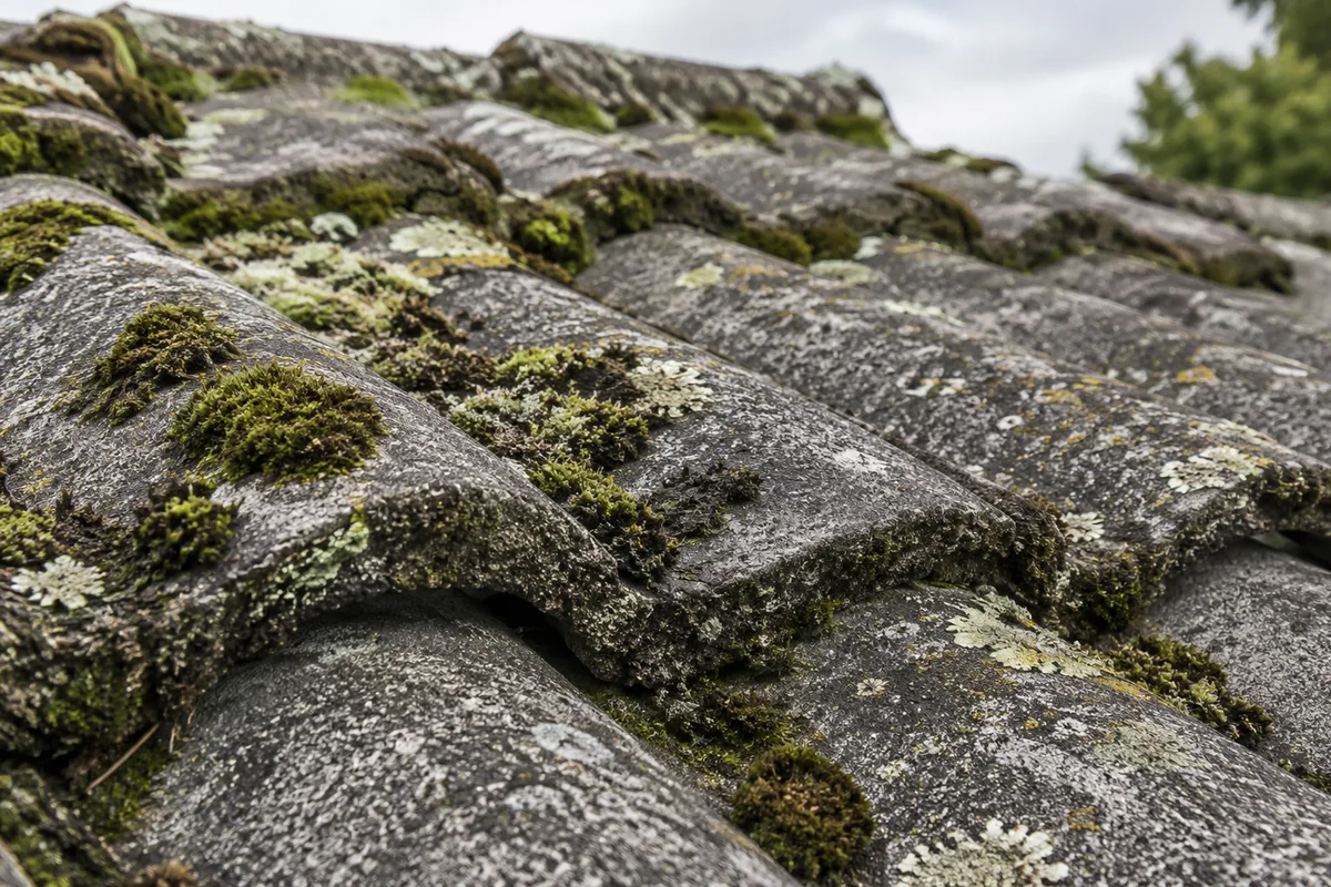 Close photographic detail of moss and lichen on weathered concrete roof tiles